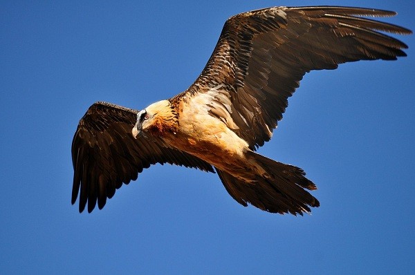 8[-]loài[-]chim[-]đáng[-]sợ[-]có[-]khả[-]năng[-]giết[-]người[-]6